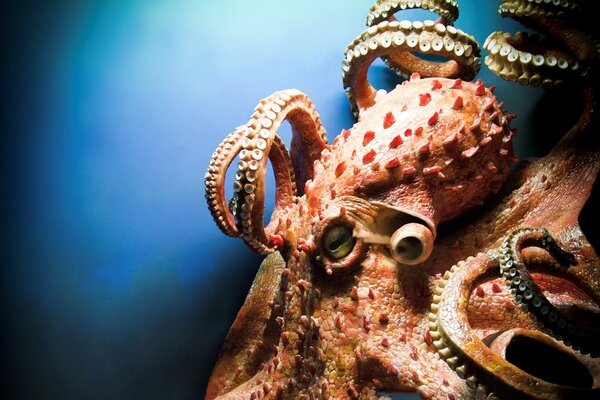 Kraken 21at