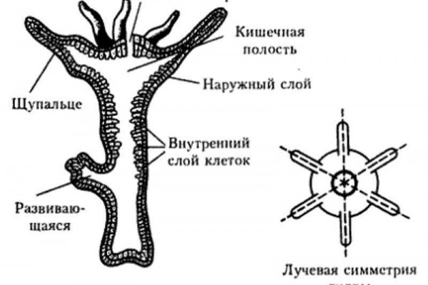 Kraken сайт вход